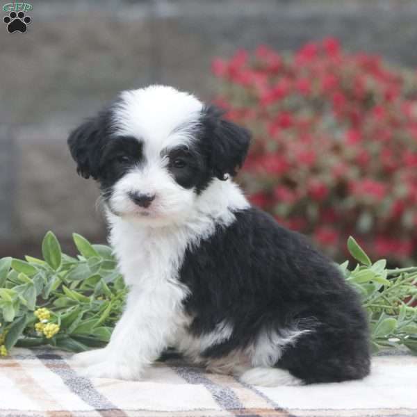 Winston, Mini Sheepadoodle Puppy